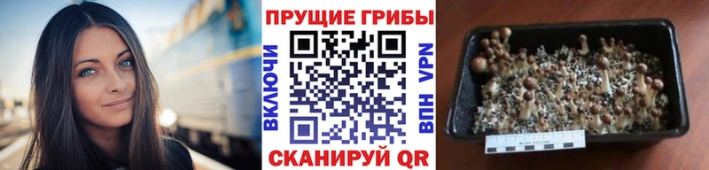 Галлюциногенные грибы Cubensis  Луга 